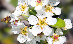 Agricultura Biologica