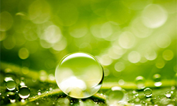 Fertilizanti Foliari