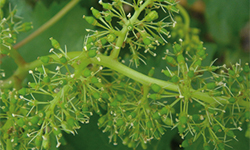 Microelemente Chelate