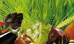 Ingrasaminte Organice Peletate